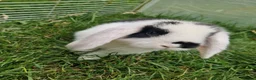 Mini Lop rabbits for sale: Mini Lops Ready Now - Advert 2