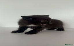 Mixed Breed cats for sale: Black Kitten Ragdoll x British Longhair Mix - Image 10