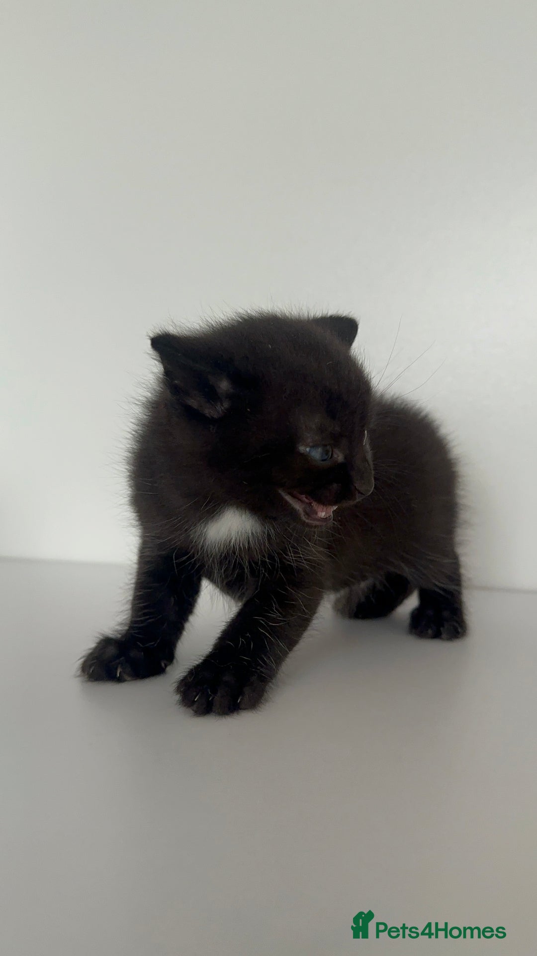 Mixed Breed cats for sale: Black Kitten Ragdoll x British Longhair Mix - Image 10
