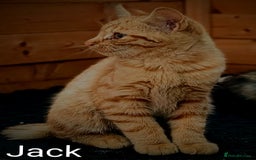 Mixed Breed cats for sale: Male & female Ginger Bengal/Norwegian kittens! - Image 3