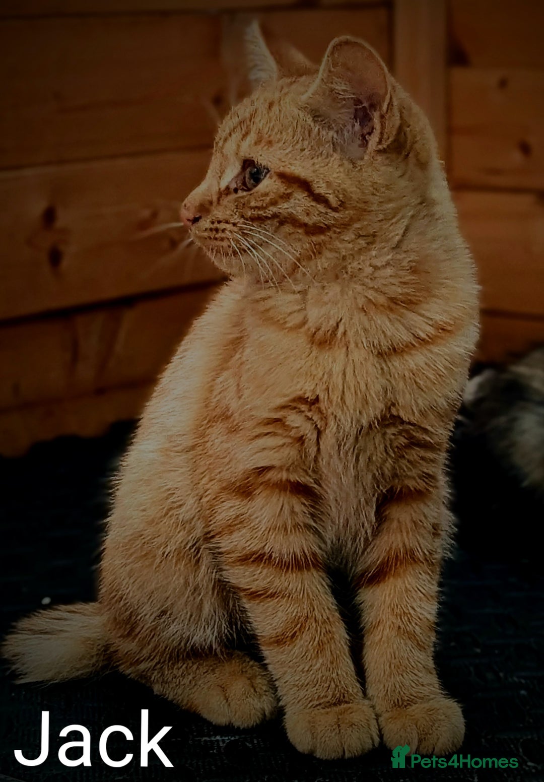 Mixed Breed cats for sale: Male & female Ginger Bengal/Norwegian kittens! - Image 3