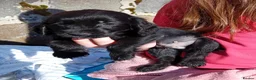 Cocker Spaniel dogs for sale: Show cocker pups in Peterhead - Advert 5