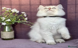 British Shorthair cats for sale: Lovely BSH kittens - ready for their forever homes - Image 6