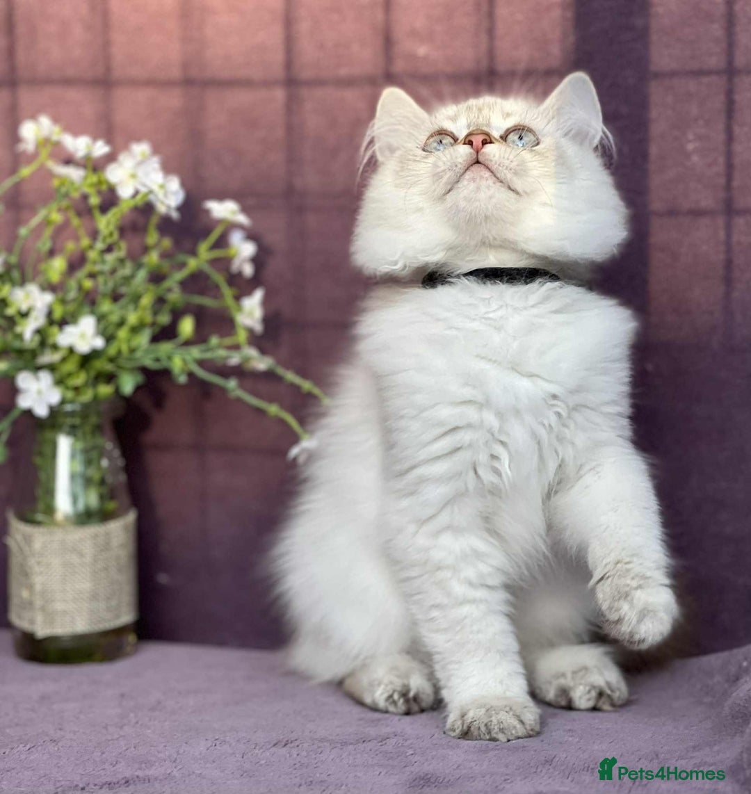 British Shorthair cats for sale: Lovely BSH kittens - ready for their forever homes - Image 6