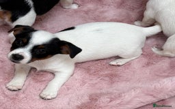 Jack Russell dogs for sale: Traditional Miniature Jack Russell Puppies! - Advert 24