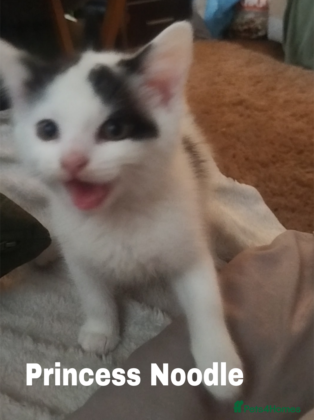 Mixed Breed cats for sale: Batman, Robin and Princess Noodle - Advert 5