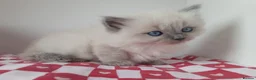 Ragdoll cats for sale: Champion bred Ragdoll kittens  - Advert 8