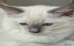 Ragdoll cats for sale: LAST ONE! Adorable Pedigree Ragdoll Kittens 🐾 in Coventry - Image 34