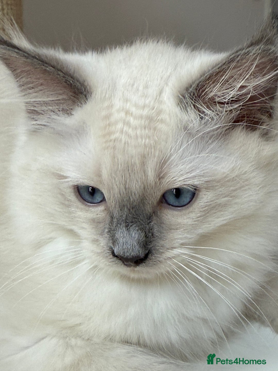 Ragdoll cats for sale: LAST ONE! Adorable Pedigree Ragdoll Kittens 🐾 in Coventry - Image 34