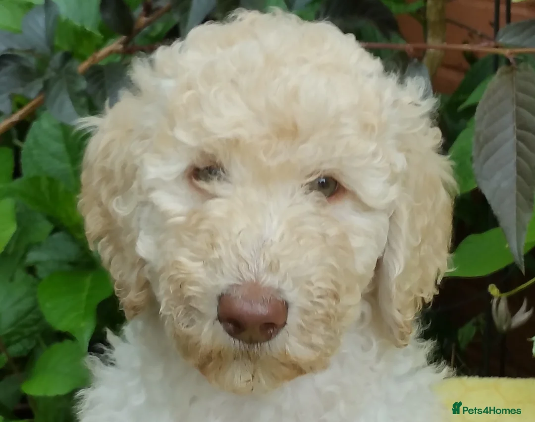 Labradoodle dogs for stud: PROVEN Healthy Labradoodle STUD - HYPOALLERGENIC   - Advert 28
