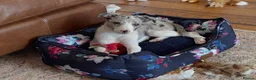 Welsh Collie dogs for sale: Gorgeous Blue Merle Girl Looking For Forever Home  in Swansea - Advert 8