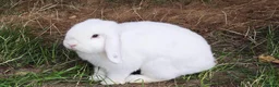 Mini Lion Lop rabbits for sale: Two Mini Lops - Male  - Advert 3