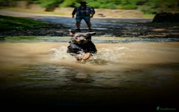 Rottweiler dogs for stud: Rotweiller For Stud - Image 8