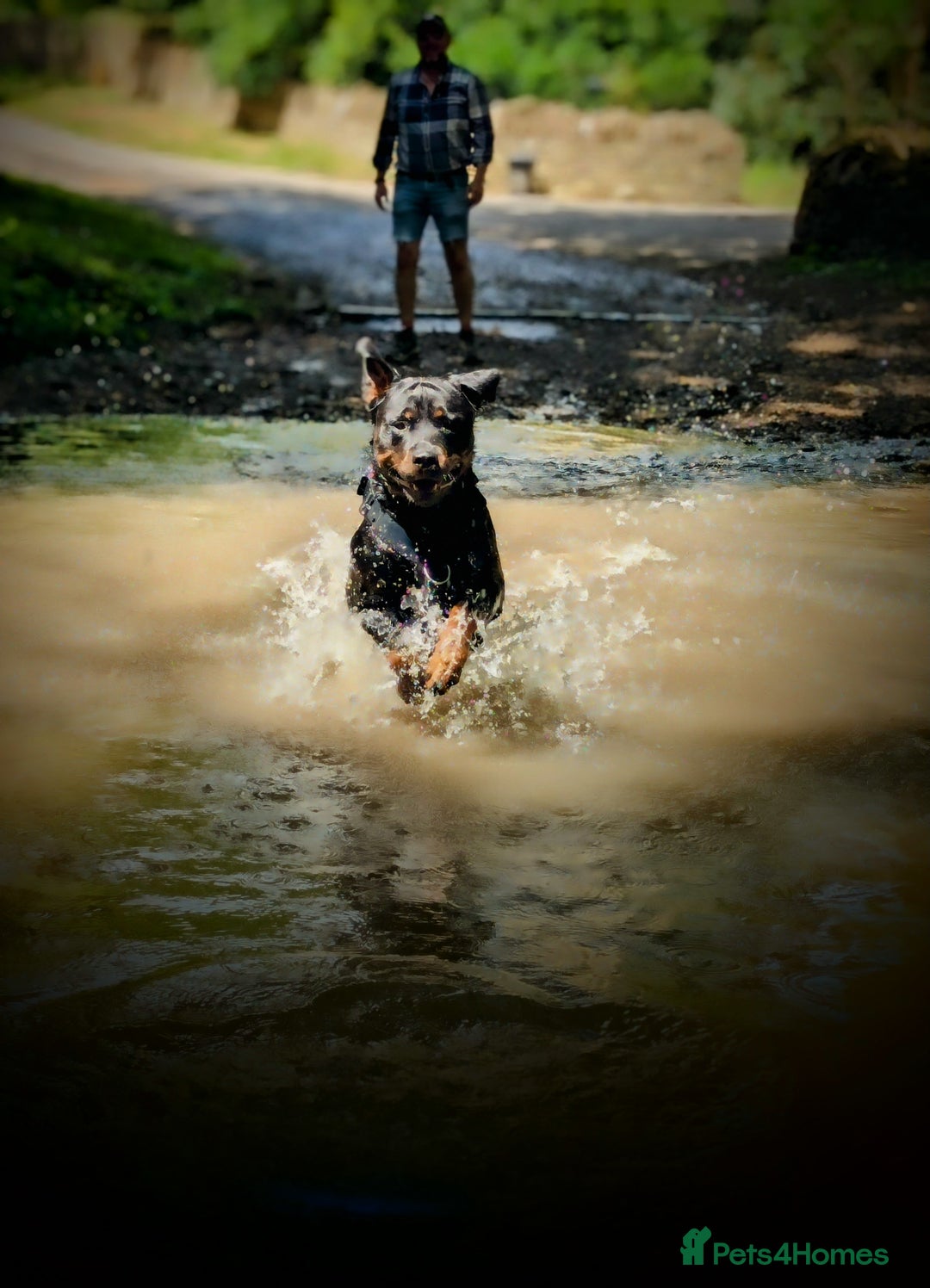 Rottweiler dogs for stud: Rotweiller For Stud - Image 8