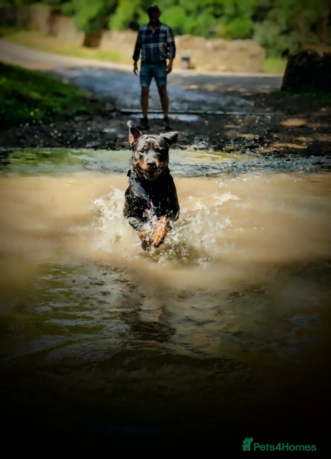 Rottweiler dogs for stud: Rotweiller For Stud - Advert 8