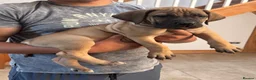 Boerboel dogs for sale: South African boerboel - Advert 10