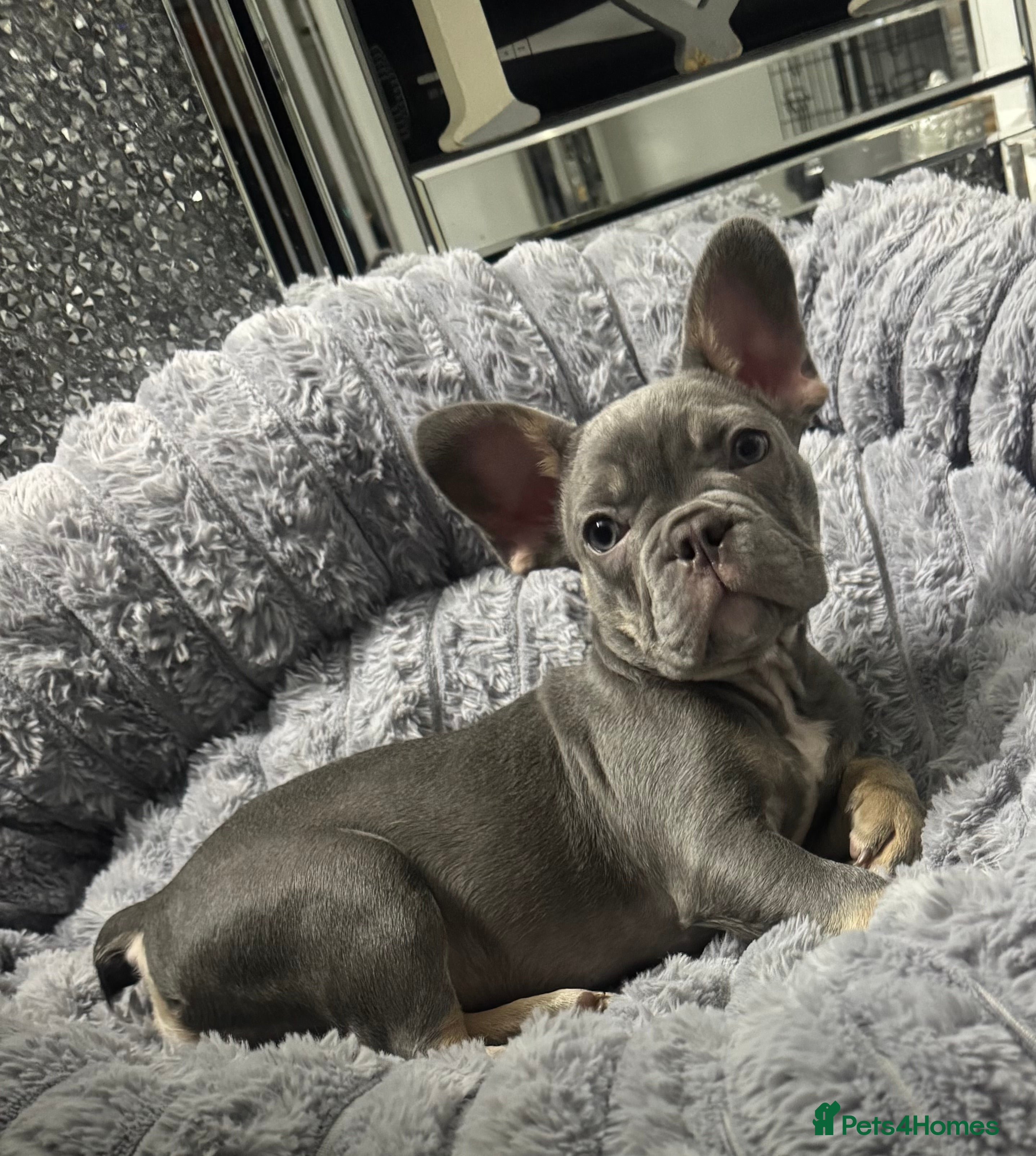 French Bulldog dogs Reduced fully vacs Out standing french bulldogs  - Advert 14