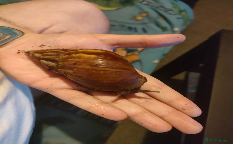 Snails invertebrates - Advert 2