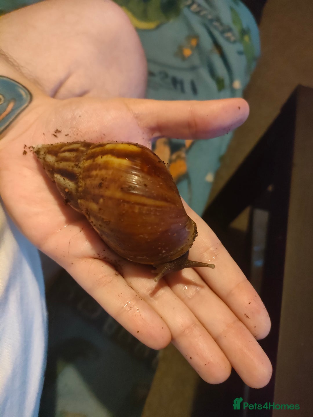 Snails invertebrates for sale: Giant African Snail babies - Image 1