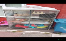 English rabbits for sale: Free pair of rabbits  - Image 2
