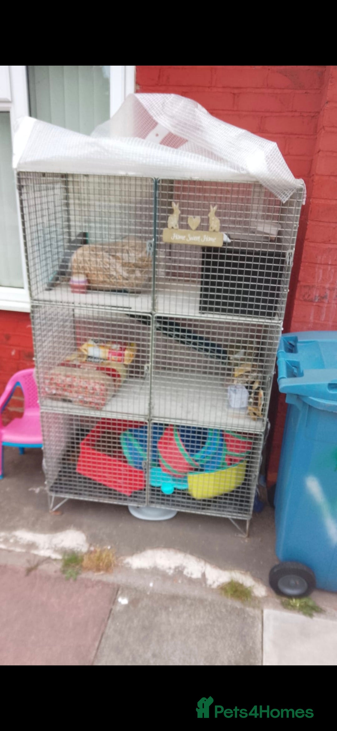 English rabbits for sale: Free pair of rabbits  - Image 2