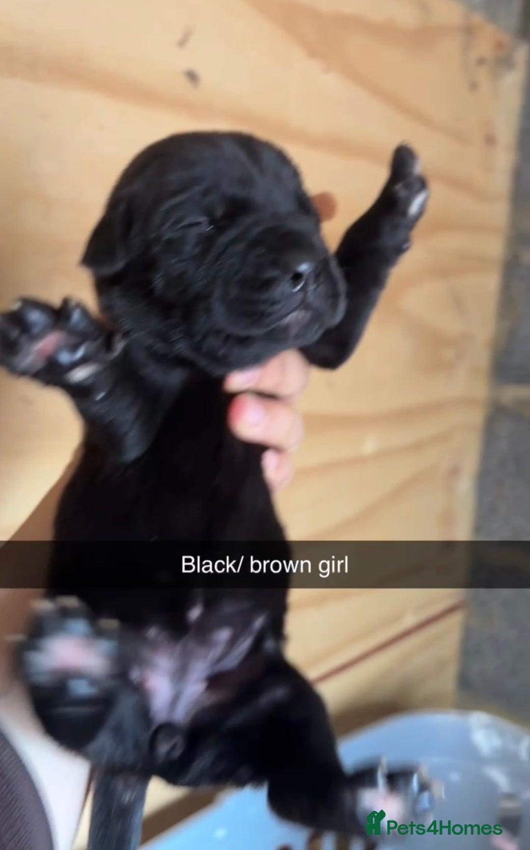 Cane Corso dogs for sale: Cane Corso first litter of puppies !! - Image 22