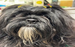 Lhasa Apso dogs for sale: Gorgeous black male  - Image 2