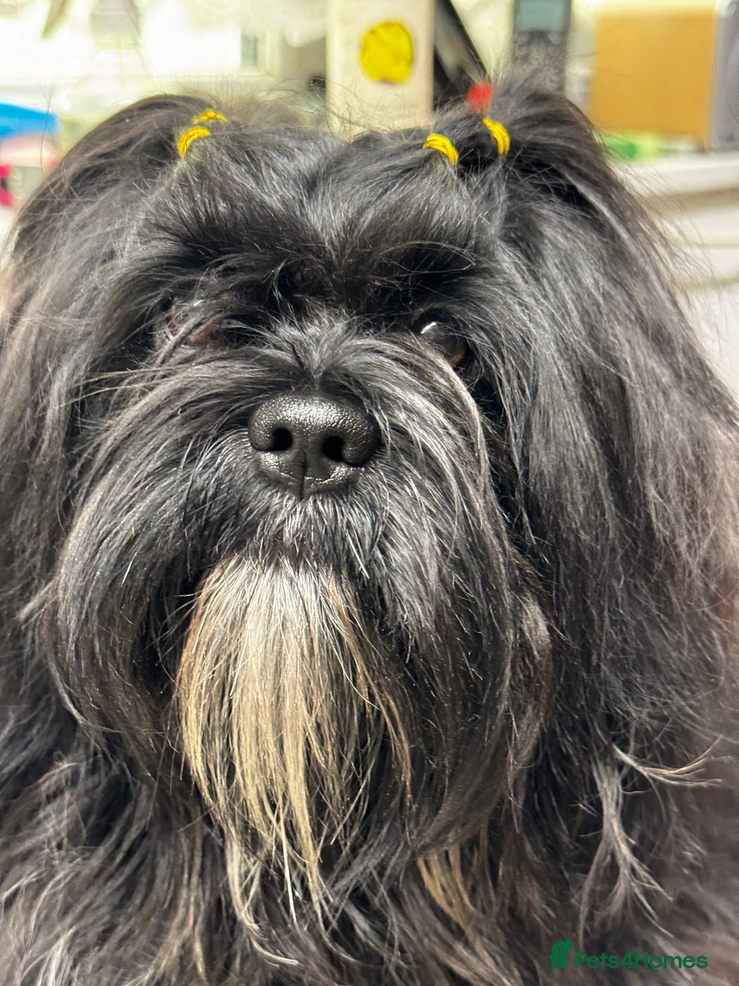 Lhasa Apso dogs for sale: Gorgeous black male  - Image 2