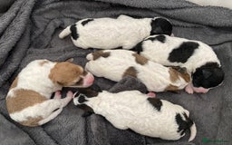 Jackapoo dogs for sale: @@GORGEOUS JACKAPOO PUPPIES@@ - Image 1