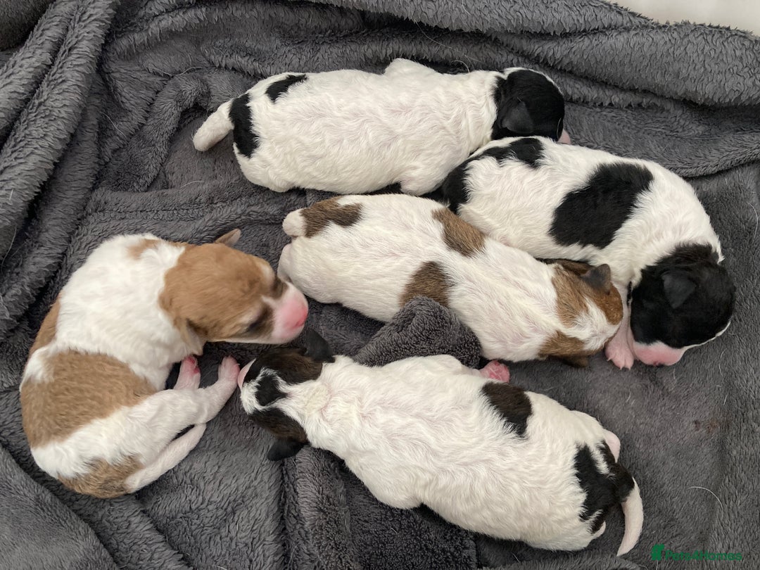 Jackapoo dogs for sale: @@GORGEOUS JACKAPOO PUPPIES@@ - Image 1