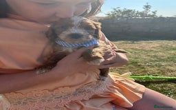 Cockapoo dogs for sale: Cockapoo puppies - Image 10