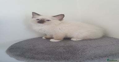 Ragdoll cats - Advert 6