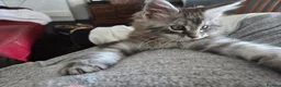 Maine Coon cats for sale: Maine coon Singleton kitten  - Advert 3