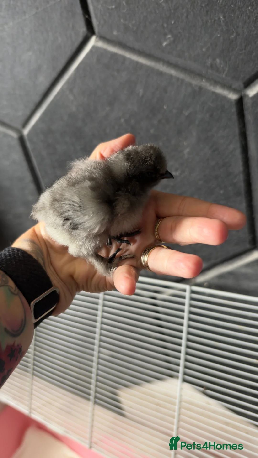 Chickens poultry for sale: Week old silkie chicks  - Advert 2