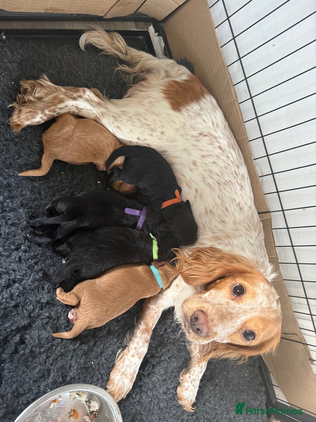 Cocker Spaniel dogs for sale: Puppies Cocker spaniel for sale - Advert 1