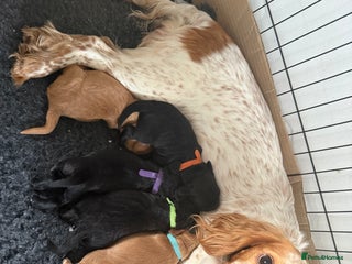 Cocker Spaniel dogs Puppies Cocker spaniel for sale - Advert 1