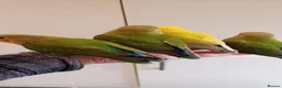 Parakeets birds for sale: Hand reared baby Lovebirds for sale - Advert 7