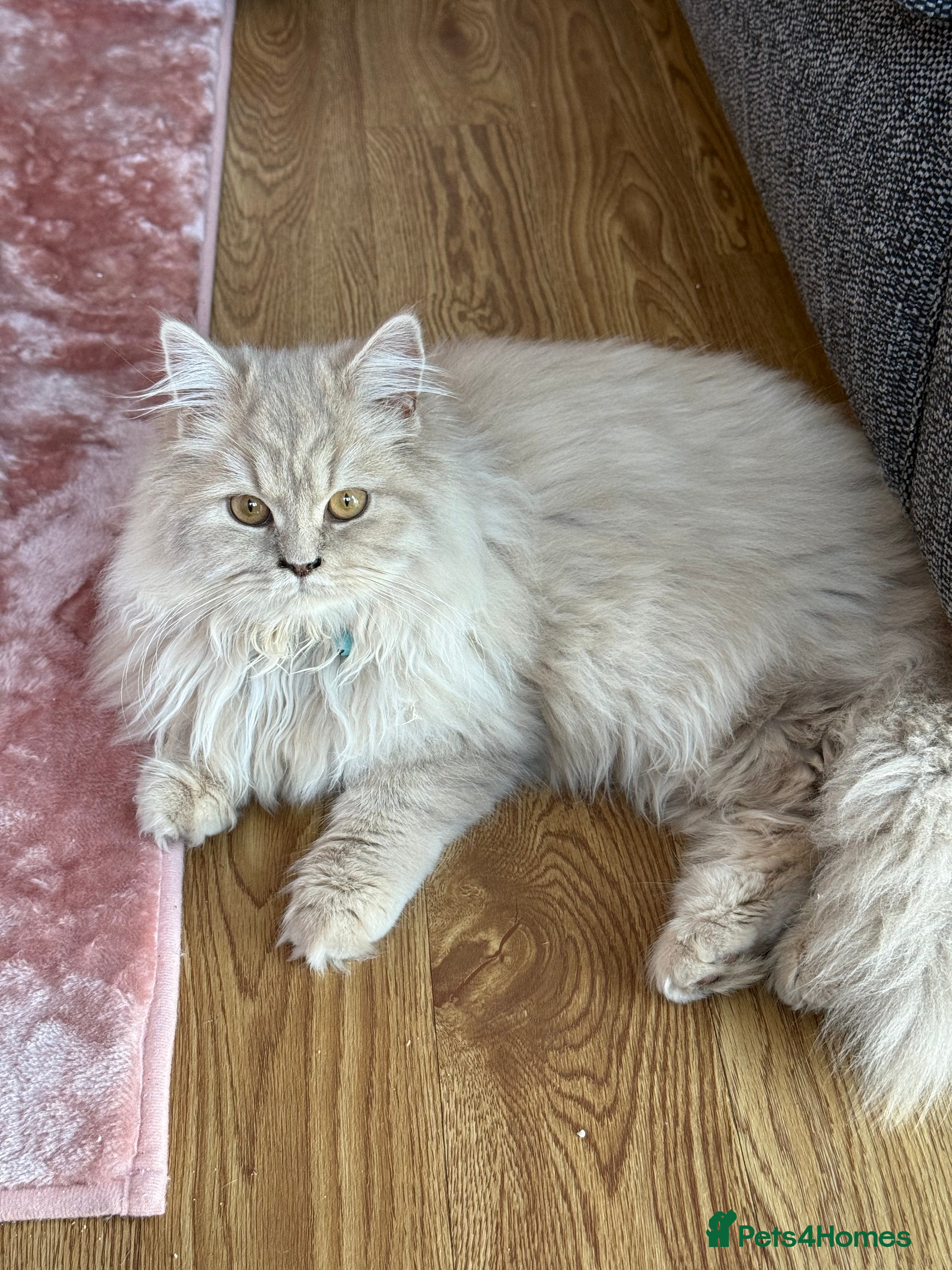 British Longhair cats Two gorgeous purebred sisters - Advert 1