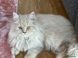 British Longhair cats Two gorgeous purebred sisters - Advert 1