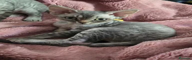 Nalia