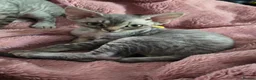 Devon Rex cats for sale: Morph and Nalia - Advert 3