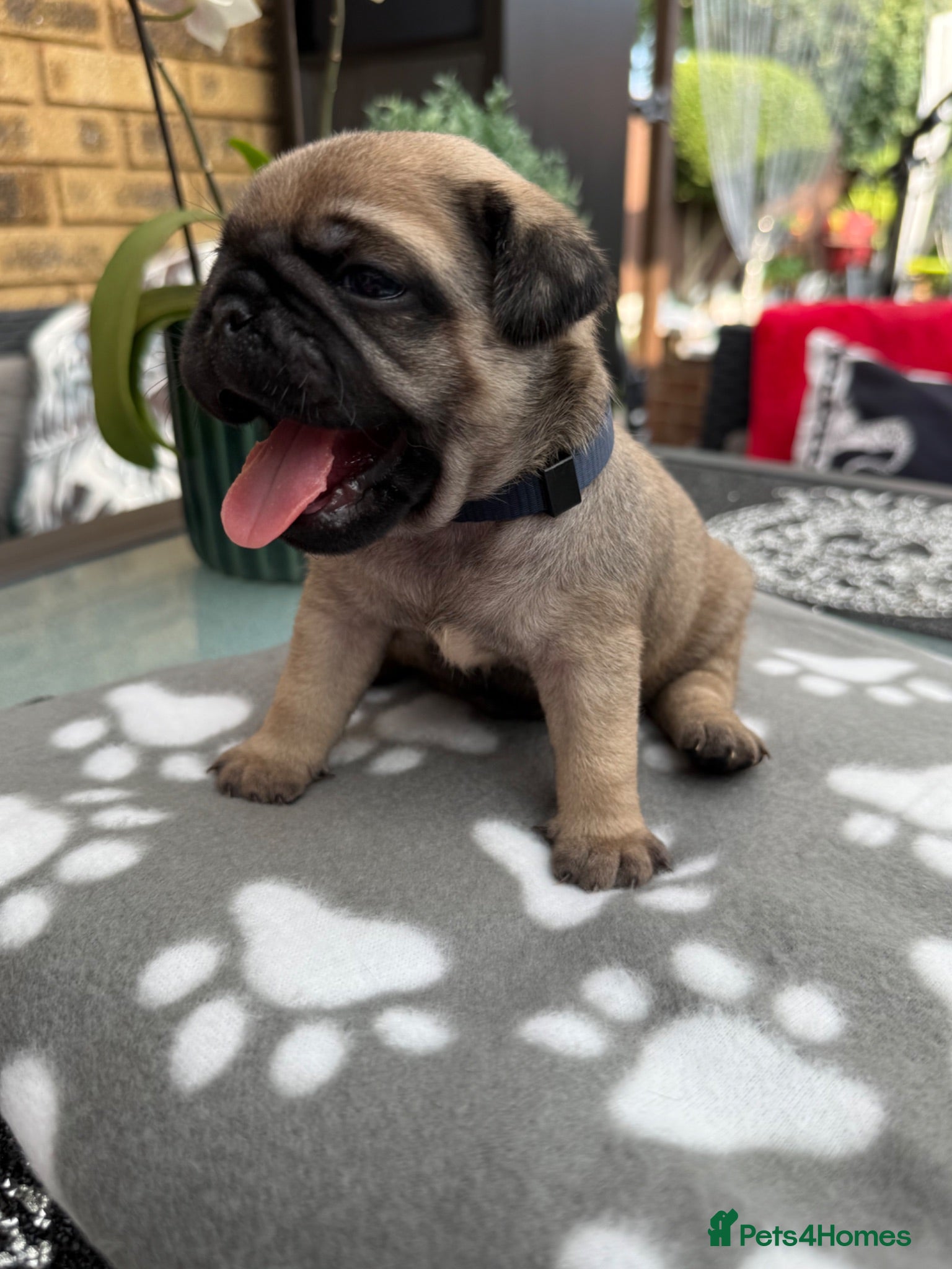 Pug dogs Pug Puppies ❤️🩵🩷💙💚💛 - Advert 1