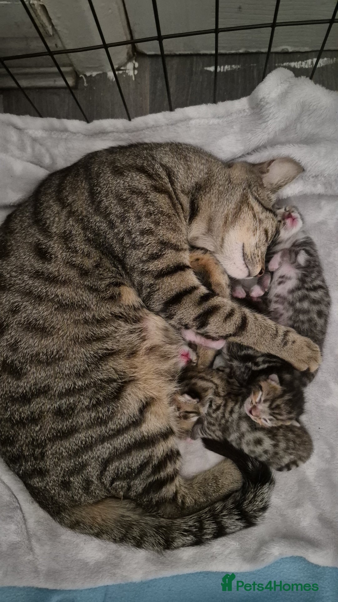 Mixed Breed cats for sale: Male and female ready for new home - Advert 5