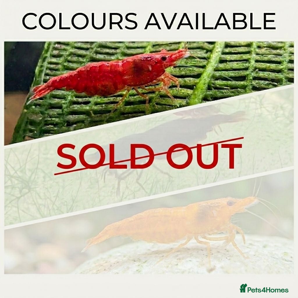 Shrimps fish Neocaridina Shrimp ♥️🖤🧡  Ramshorn Snails 🩷💙 - Advert 9