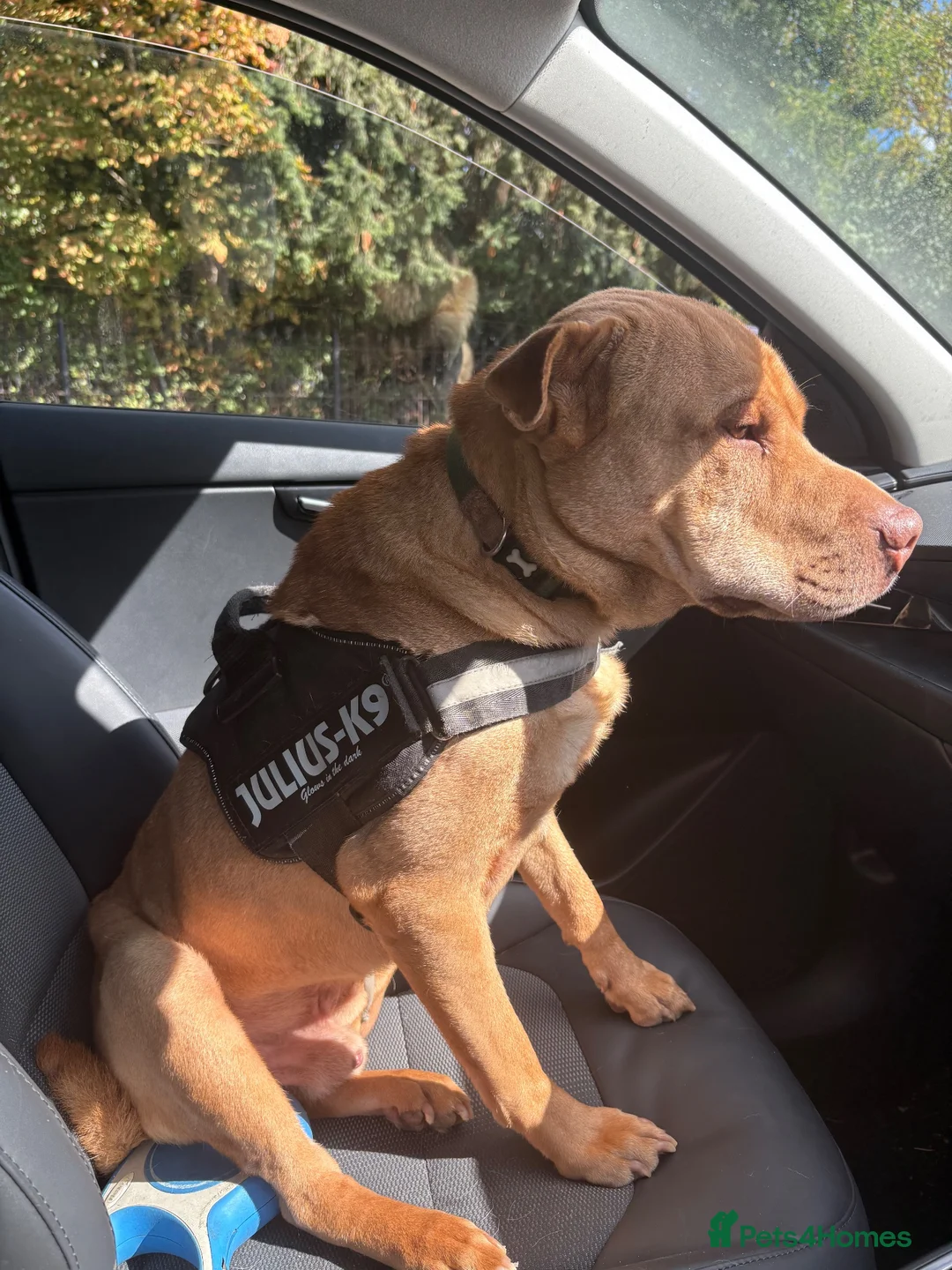 Mixed Breed dogs for sale: Loving home for King - Advert 2