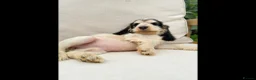 Cocker Spaniel dogs for sale: READY NOW KC SHOW COCKER SPANIELS  in Hull - Advert 9