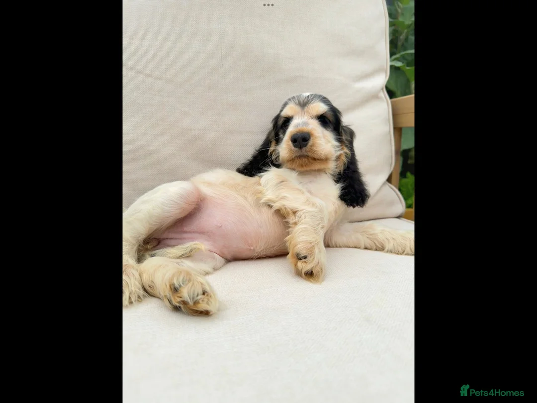 Cocker Spaniel dogs for sale: READY NOW KC SHOW COCKER SPANIELS  in Hull - Advert 9