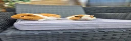 Guinea Pig rodents for sale: Bonded boars  - Advert 6
