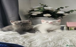 Scottish Fold cats for sale:  Beautiful Scottish Fold Kittens × 2 Males - Image 1
