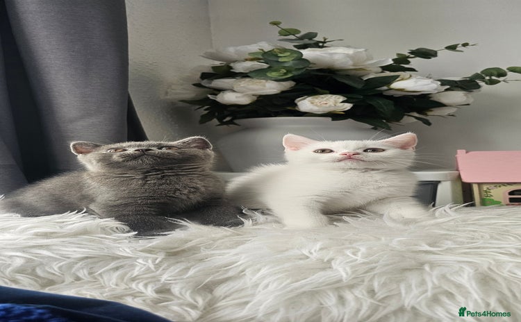 Scottish Fold cats - Advert 4